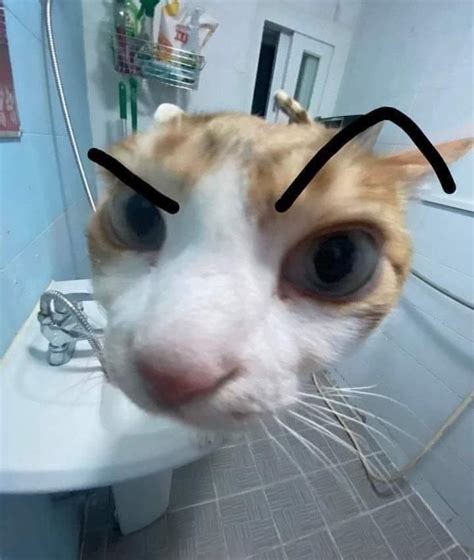 Jinx the Cat is a cat named Jinx with birth defects who's known online for her large pupils that make her look really high or creepy. Her owner started posting content about her in late 2018 on Instagram. She grew a cult following on the platform which spread to TikTok in 2019 and Twitter in 2021. She became the subject of fan art and memes when creators used her as a reaction image and image .... 
