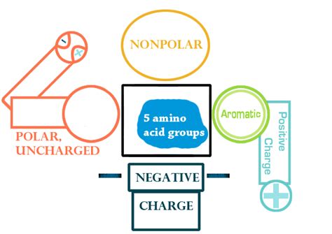 Memorize the 20 common amino acids: The Hanging Ninja Method