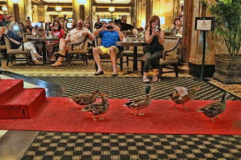 Memphis hotel ducks. 