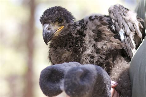 Men charged with killing 3,600 birds, including bald and golden eagles, to sell on black market