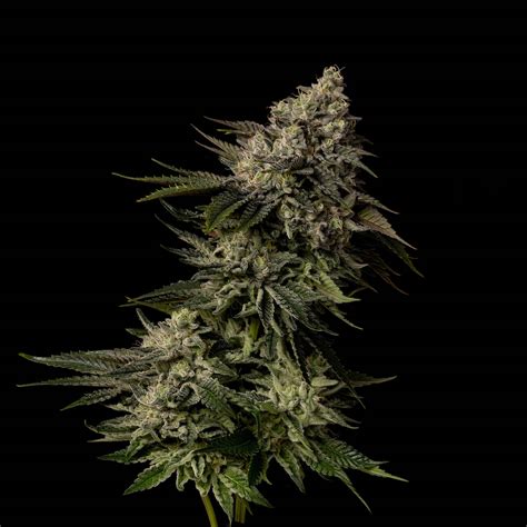 Menage strain. Things To Know About Menage strain. 