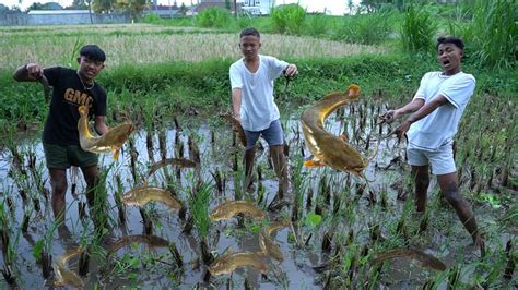 Menangkap ikan lele dengan tangan togel. Freebet tanpa depo member.