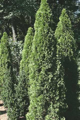 Menards emerald green arborvitae. Arborvitae, or 'arbs' for short, prefer to be planted in full sun areas that receive 6+ hours of sun per day. However, several varieties can thrive in partial shade areas that get 4-6 hours of sun per day. Most arborvitae varieties do not like shady conditions; the more sun they get, the happier they will be. 