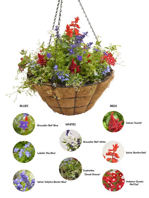 We use the latest in modern technology to grow our hanging flower baskets. We make sure the proper lighting and nutrition is used to get the plants off to a successful start. Careful Shipping. Our baskets are shipped in high-quality, shipping approved containers and we work with the highest quality carriers to ensure your basket arrives without .... 
