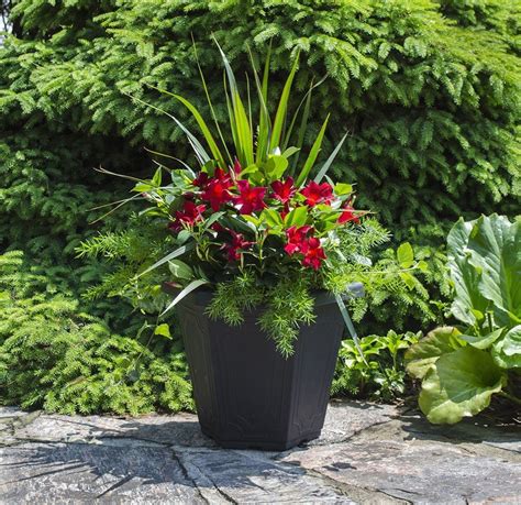 You Save $1.10 with Mail-In Rebate*. Full sun. Winter hardy. Beautiful red flower. View More Information. Color: Red. Sold in Stores. Currently not available for online purchase. Enter your ZIP Code for store information.. 