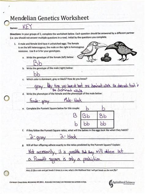 Mendelian Genetics Worksheet with Answer Key Exercises Genetics