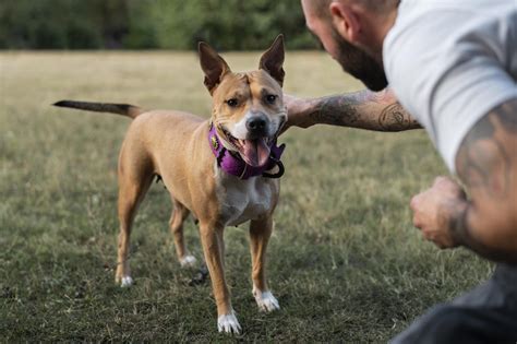 Mendoza: ¿Cómo actuar legalmente ante el ataque de un perro?