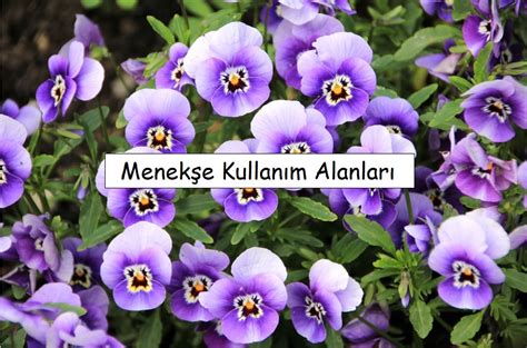 💋 Menekşe Onlyfans Leak XxX 77 Vids