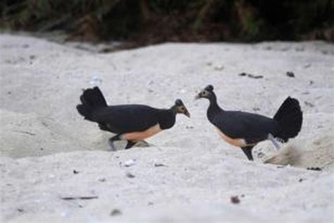 Menengok habitat maleo