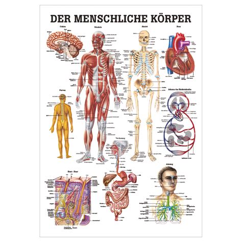 Menschlicher anatomiefarbatlas und lehrbuch von john a gosling. - Pdf gratuito di autodesk autocad 2015.