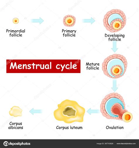 Menstrual cycle. Changes in ovary from Developing follicle to
