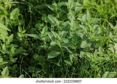 Menta Onlyfans Leak