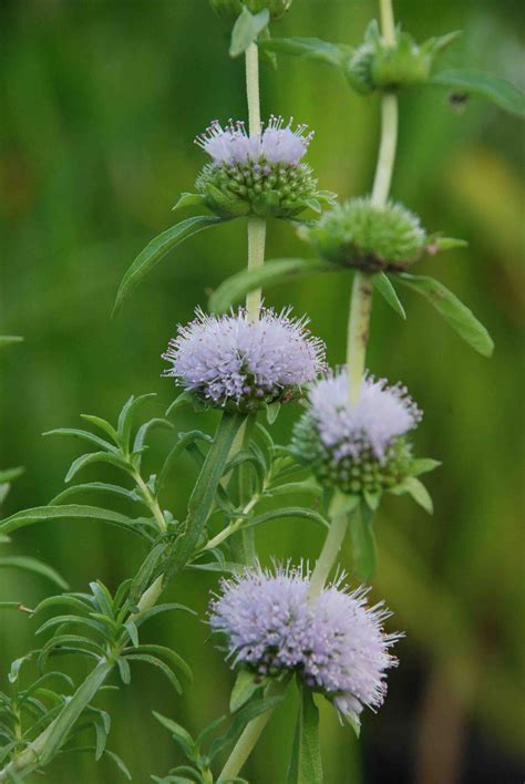 Mentha cervina L. - GBIF