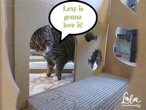 🍌 (SEX) Meow_Lola Leaks