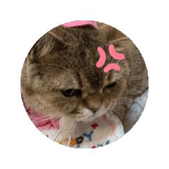 Meow_Meimei Onlyfans Leaked XxX 💋 188 Videos