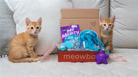 Meowbox. meowbox. meowbox is hands-down my (and Laz’s) favorite cat subscription box. For $22.95 a month, you receive four to six toys and treats — and they always personalize your box with your kitty’s name. meowbox is unique in that they have a program called One Box Can — and for every meowbox purchased, they send a can of food to a … 