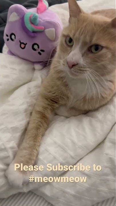 Meowchi_X Leaked PORN 🍆