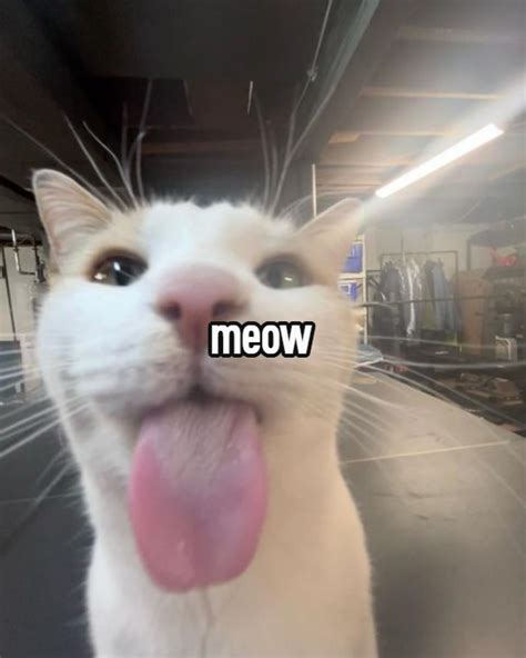 😈 Meowww_Katt Onlyfans Leaked [CLIP]