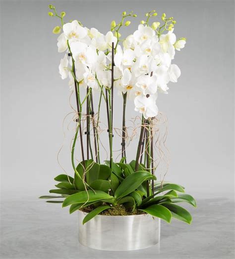 Mercedario orkide