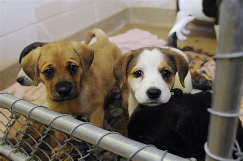 Mercer county animal shelter. Things To Know About Mercer county animal shelter. 