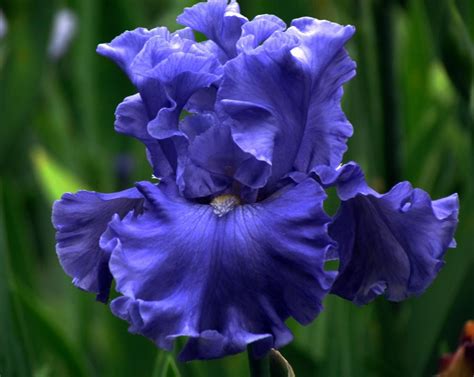 Merchant Marine Iris (Iris