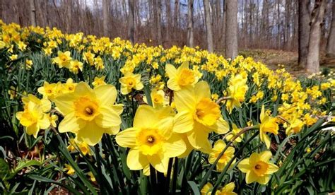 Meriden Daffodil Festival 2024: A Connecticut Tradition - TripSavvy