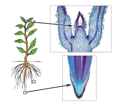 Rice inflorescence meristem (IM) activity is essential for panicle development and grain production. How chromatin and epigenetic mechanisms regulate IM activity remains unclear. Genome-wide analysis revealed that in addition to genes involved in the vegetative to reproductive transition, many metab …. 