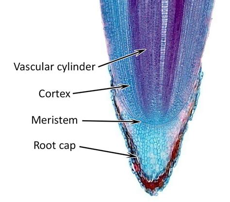 Meristematic tissue, commonly called meristem, is a group