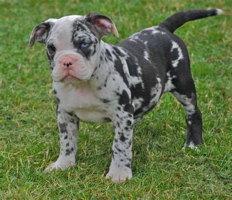 Merle American Bulldog Puppies For Sale