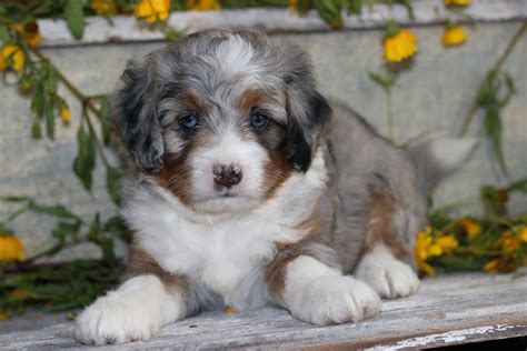 Merle Bernedoodle Puppies For Sale