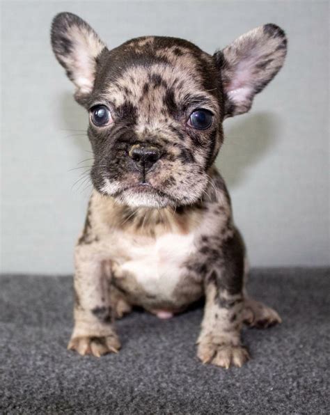 Merle Colored French Bulldog Puppies For Sale