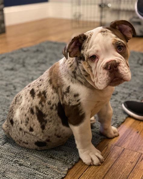 Merle Olde English Bulldog Puppies For Sale