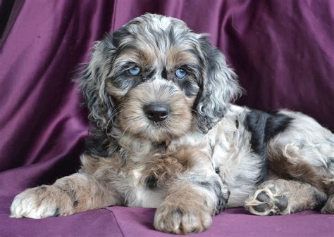 Merle cavapoo. A Blue Merle Cavapoo has random sections of their black coat diluted to lighter colors in mottled patches. They also can have blue eyes and lack skin pigmentation on their paws and nose. It is the result of carrying the “M” merle allele and a negative “m” copy of the merle allele. 