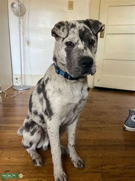 Ghost is a white Shar Pei from Bristol, UK who loves to get into mischief, spend time with his humans, and go on lots of adventures. Like many light-colored and white Shar Peis, Ghost has darker .... 