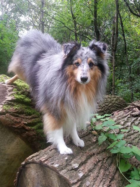 Merle sheltie. Things To Know About Merle sheltie. 