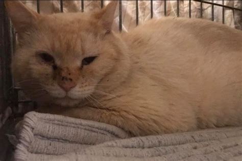 Merlin's Safe Haven Cat Rescue Carnegie, PA Location Address Carnegie, PA. merlinsafehaven@gmail.com (412) 596-8089. More about Us Recommended Content. Recommended Pets. Finding pets for you… Recommended Pets. Finding pets for you… Elric. Domestic Short Hair .... 