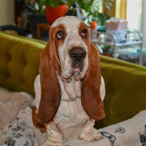 Merlin’s 慄 ‍♂️Magical Bassets on Instagram: "WELCOME TO DAY …