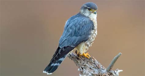  Merlin is a free, powerful app that can help you identify nearly any bird in the world. ID birds by answering 5 simple questions, or use the powerful automatic Sound ID and Photo ID features. 