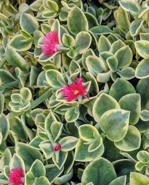 Mesembryanthemum cordifolium variegata.  There is a variegated form.  Var...