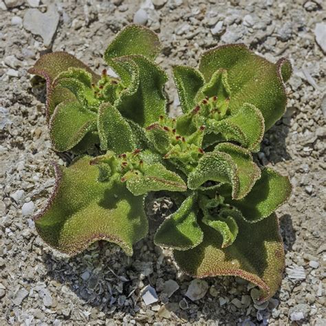 Mesembryanthemum crystallinum common name. .  <a href=http://tt1100-bitrix.midow.r...