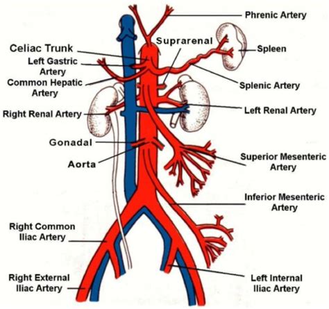 Mesenteric vessels Flashcards Quizlet