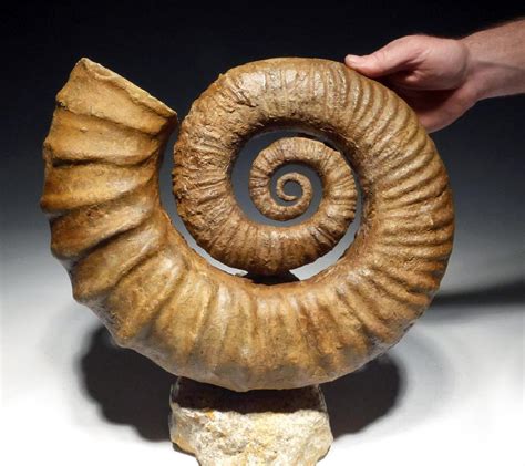 Mesozoic era fossils. Based on the fossil record, ammonites came in a wide range of sizes and shapes, ... As ammonites evolved throughout the Mesozoic era, between 252 and 66 million years ago, ... 