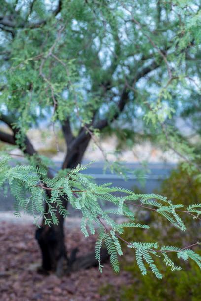 Mesquite ağacı