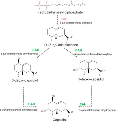 MetaCyc phenolphthiocerol biosynthesis