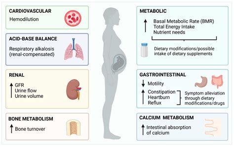 Metabolic Changes during Pregnancy - FirstCry Parenting