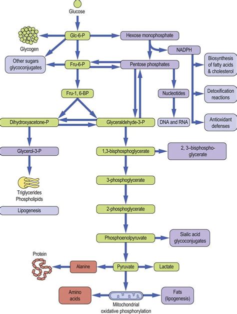 Metabolic Pathways of the Red Blood Cell - ukessays.com