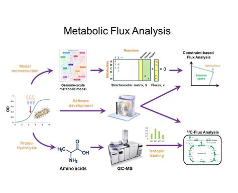 Metabolic activity analyses demonstrate that …