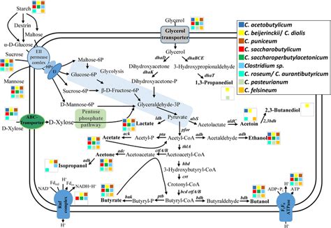 Metabolic and process engineering of solventogenic clostridia …