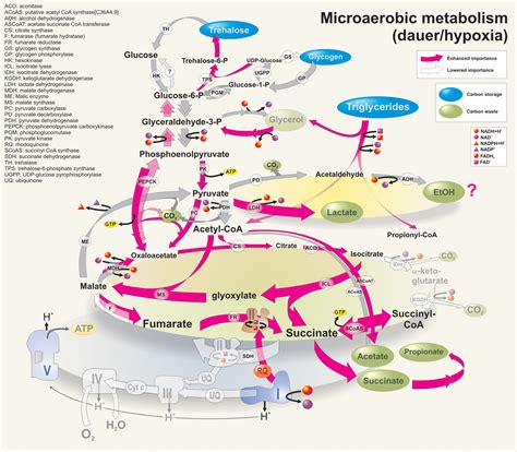 Metabolic pathways - Biochemistry of Energy & Metabolism ...