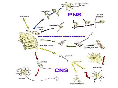 Metabolism And Development Of The Nervous System